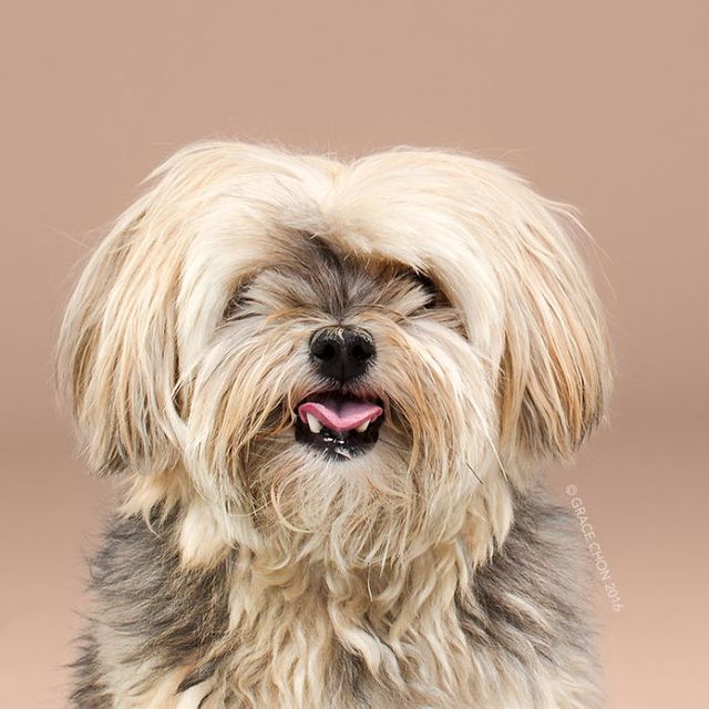 Зачіска змінює все! Кумедні собаки до і після стрижки - фото 167111