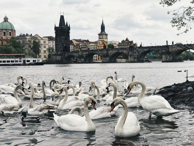 Неймовірна Чехія очима мандрівника: затишні фото - фото 166084