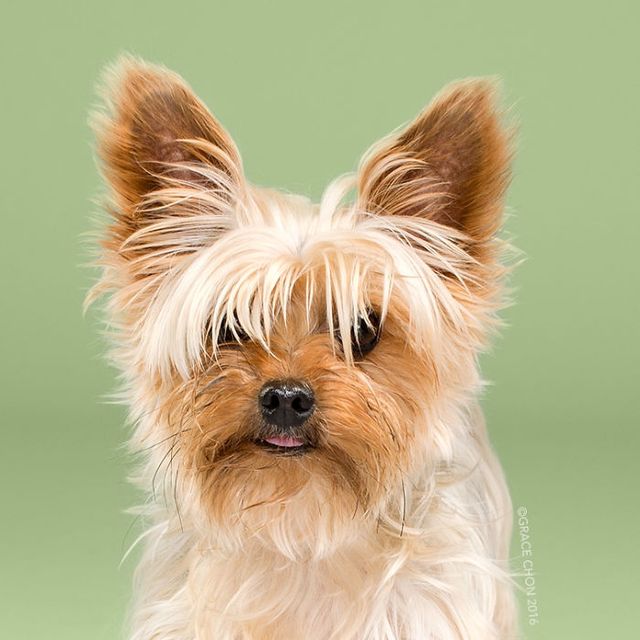 Зачіска змінює все! Кумедні собаки до і після стрижки - фото 167101