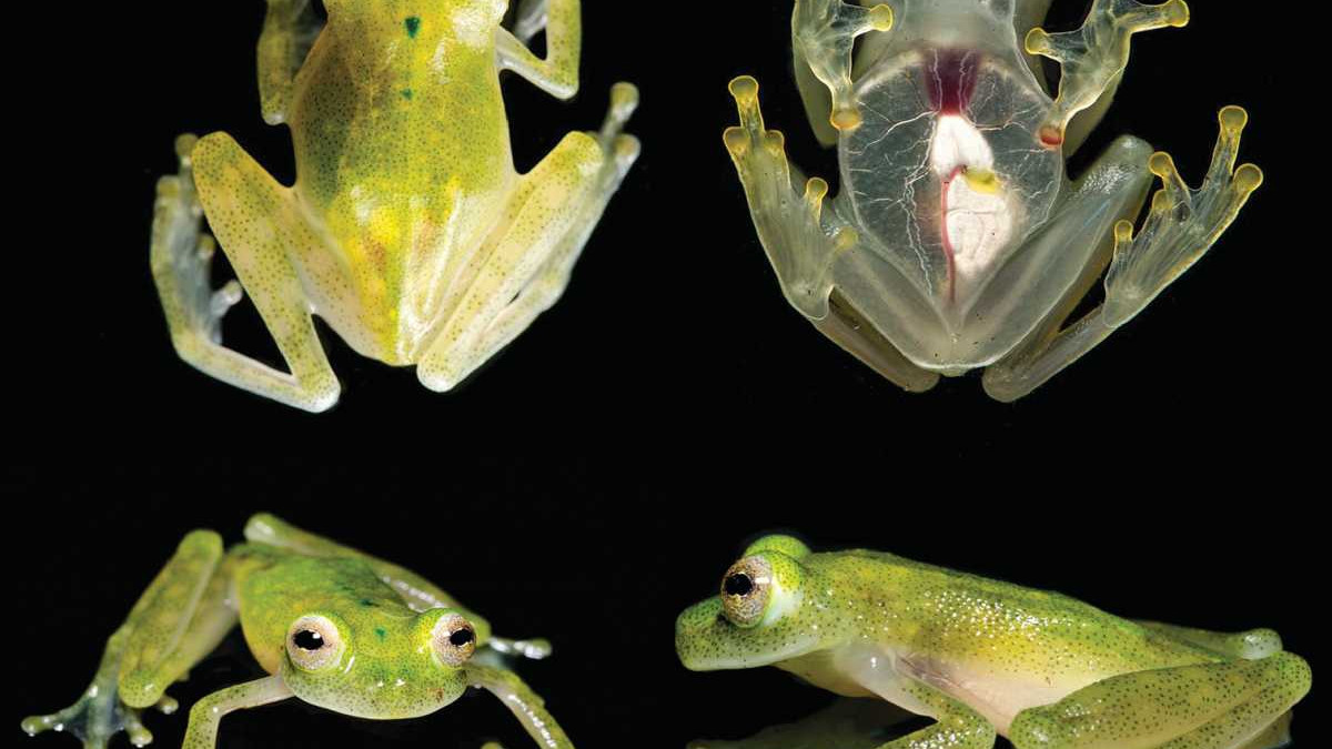 В Еквадорі натрапили на прозорих жаб - фото 1