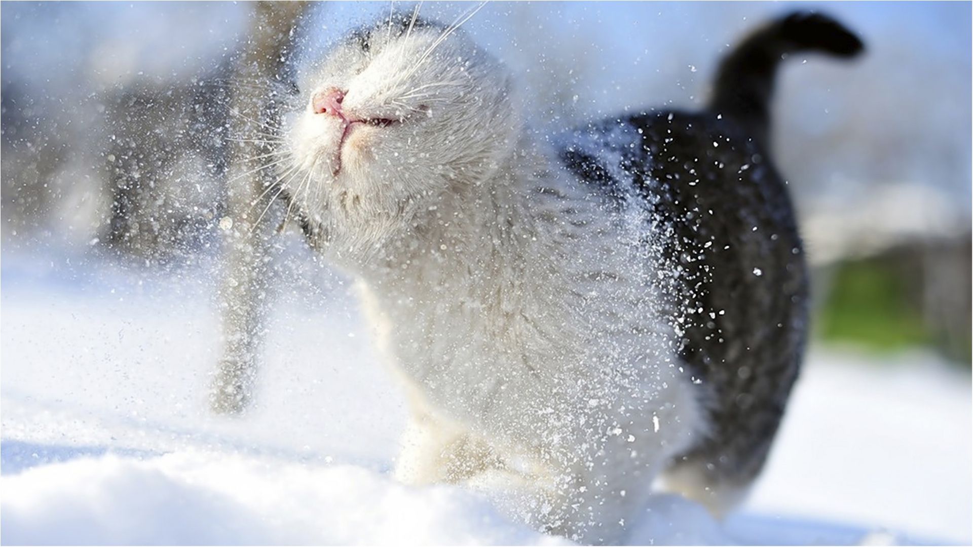 Крим засипало травневим снігом: шокуючі відео