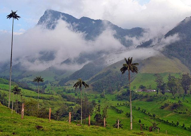 Як виглядає дивовижна долина пальм: унікальні фото - фото 164799