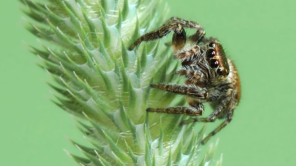Павук - фото 1