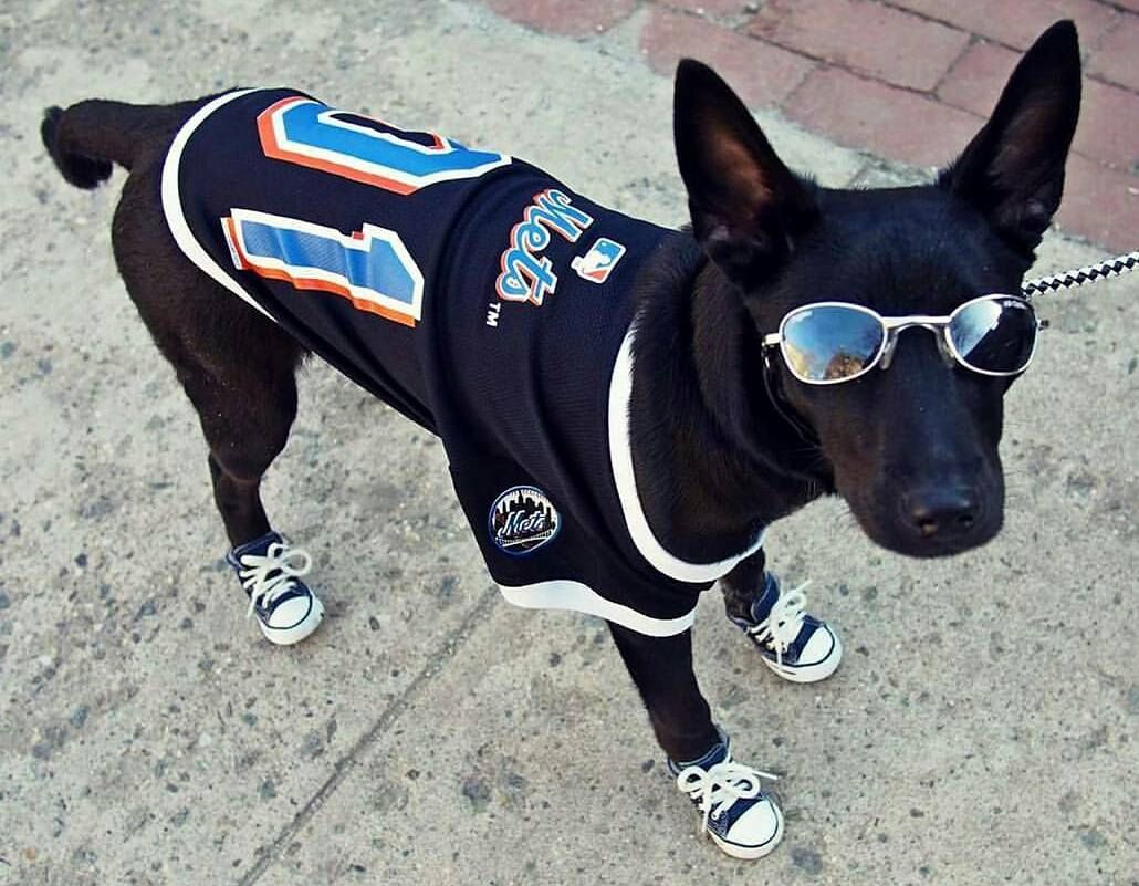 Пес в окулярах з Нью-Йорка переплюнув всіх модників в Instagram