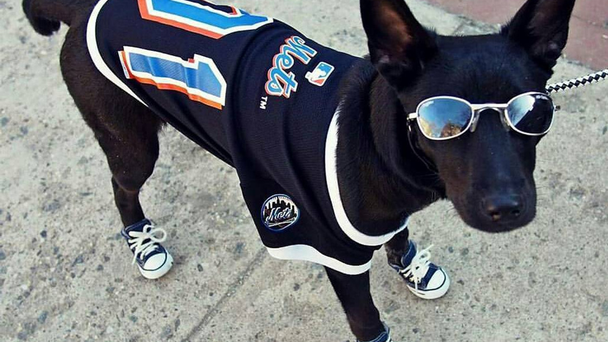 Пес в окулярах з Нью-Йорка переплюнув всіх модників в Instagram - фото 1