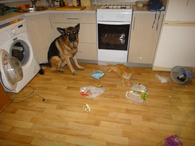 Ці кумедні фото переконають вас ніколи не заводити кота - фото 163618