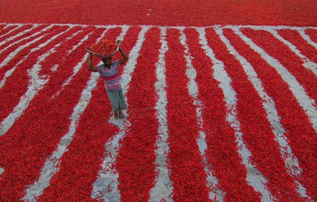 Як виглядає збір перцю чилі: вражаючі фото - фото 169693