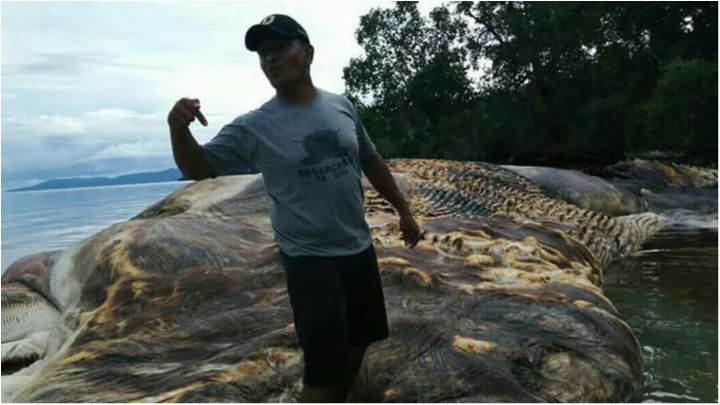 В Індонезії виявили тіло гігантської істоти: моторошні фото