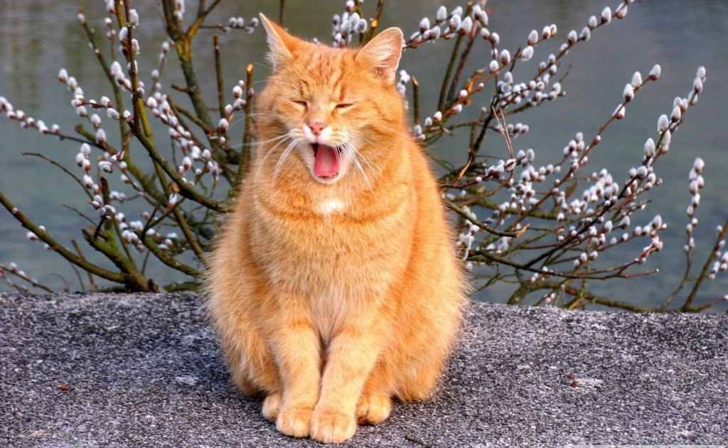 Тепло, заморозки чи дощі? Якою буде погода в Україні завтра