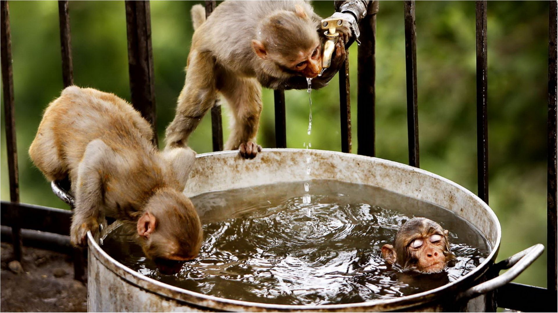 Вчені виявили у звірів унікальне "чуття води"