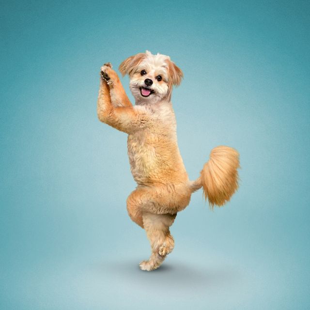 Як домашні улюбленці займаються йогою: кумедні фото - фото 177861