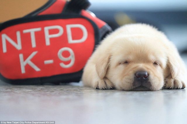 Цуценя лабрадора взяли на службу в поліцію Тайваню: фотофакт - фото 174144