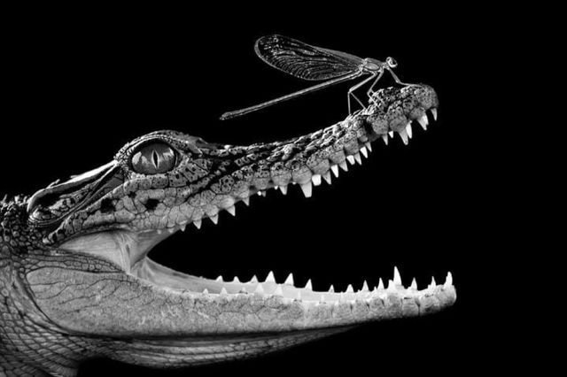 Чуттєві чорно-білі фото, які здатні заворожити - фото 175703