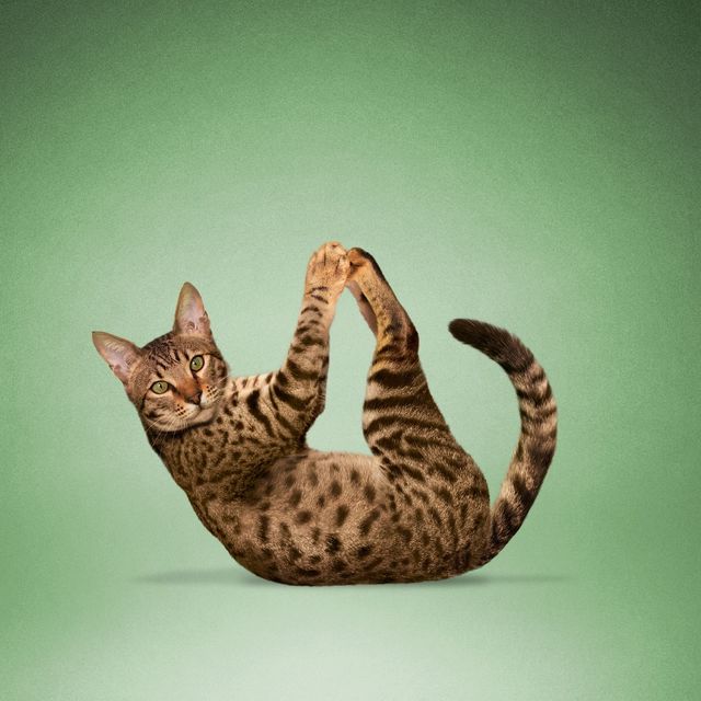 Як домашні улюбленці займаються йогою: кумедні фото - фото 177873