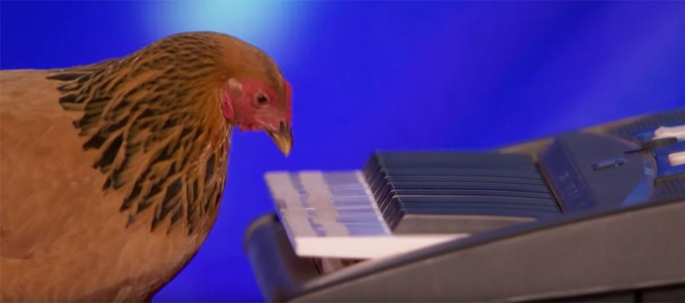 Курка взяла участь в американському шоу талантів. Ні, це не жарт