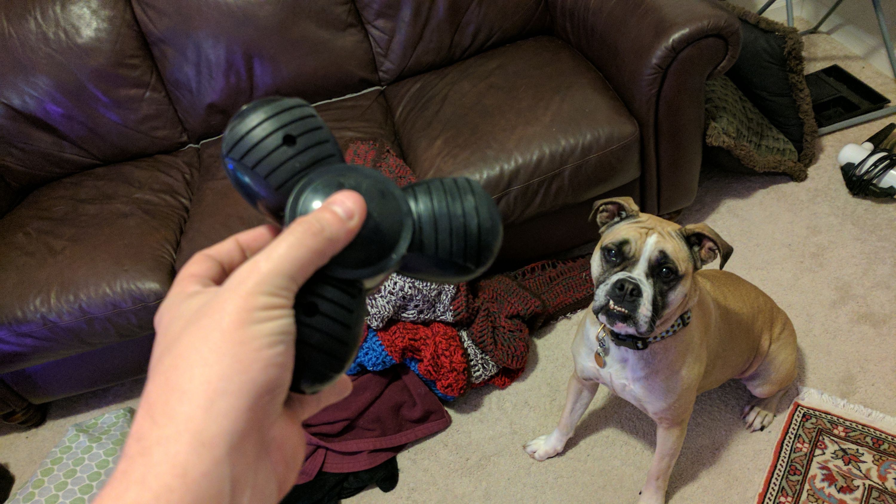 Як собаки реагують на фіджет-спінер: кумедні відео