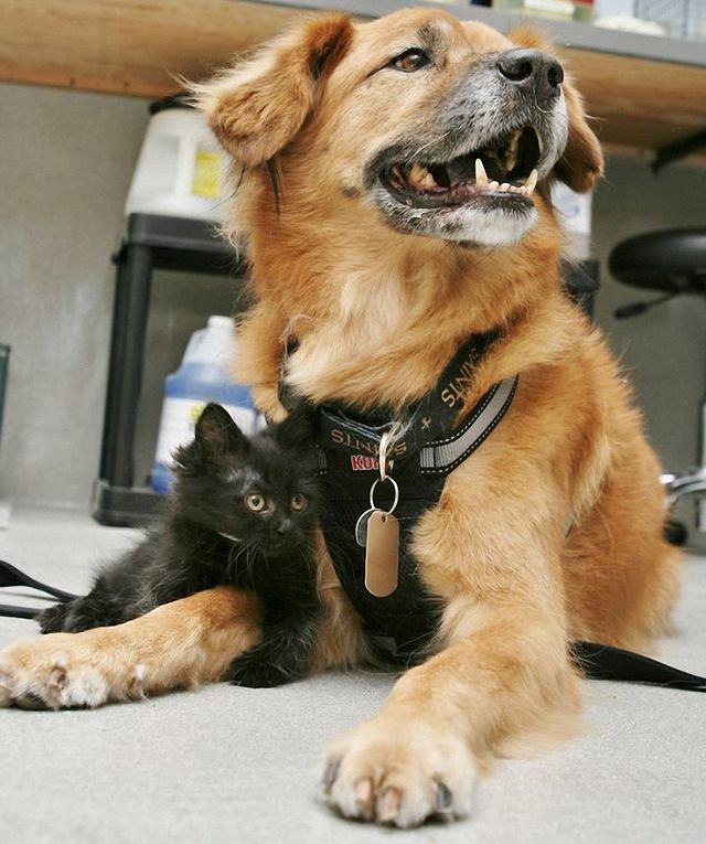 Милота зашкалює! Цей собака влаштувався нянькою для кошенят - фото 172860