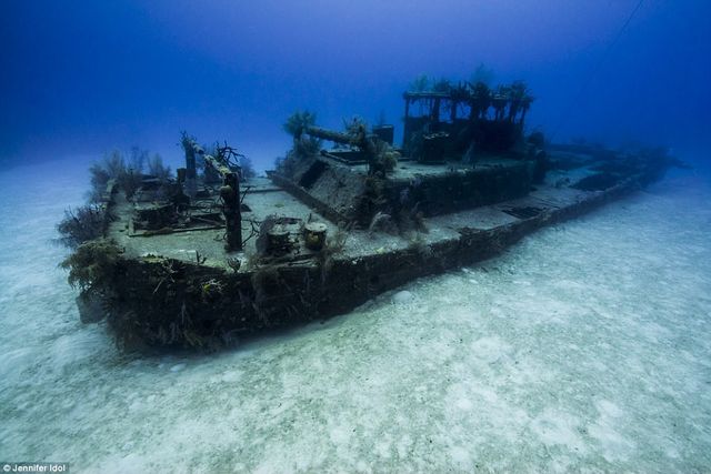 Таємниці підводного світу: неймовірні фото - фото 172021