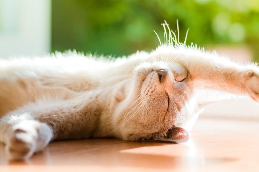 Синоптик розповіла, чи буде в неділю спекотна погода