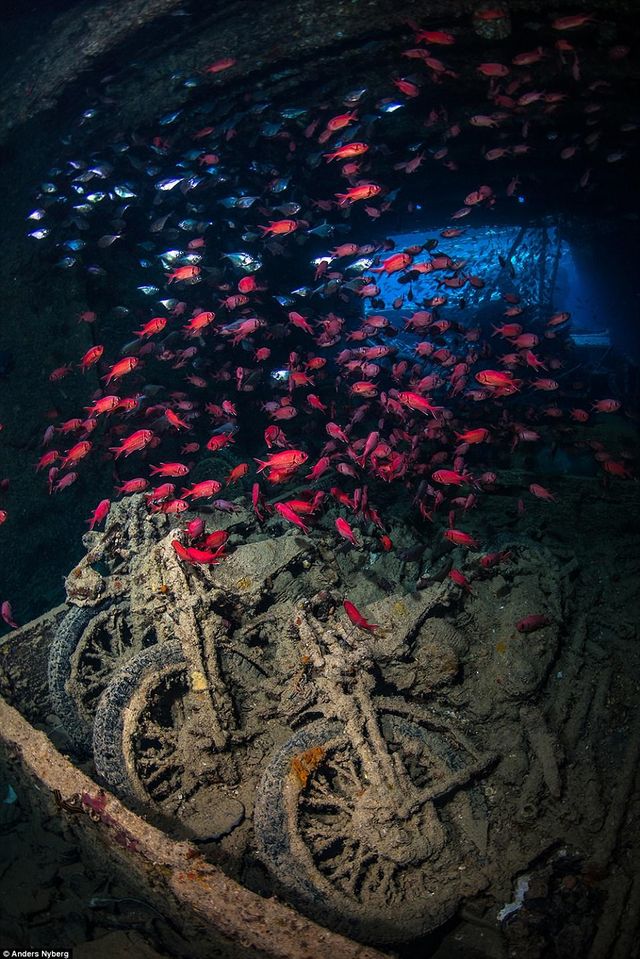 Таємниці підводного світу: неймовірні фото - фото 172025
