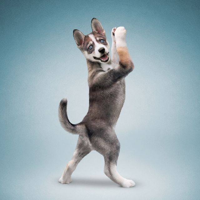 Як домашні улюбленці займаються йогою: кумедні фото - фото 177867