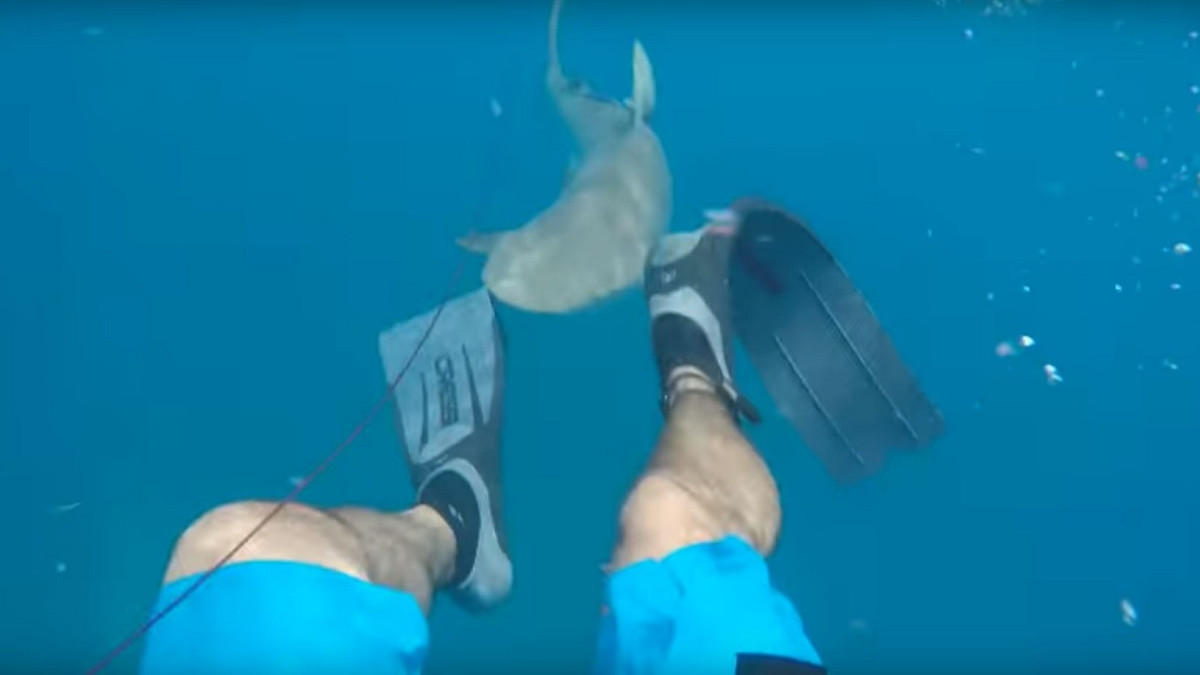 Американець зняв на відео напад акули - фото 1