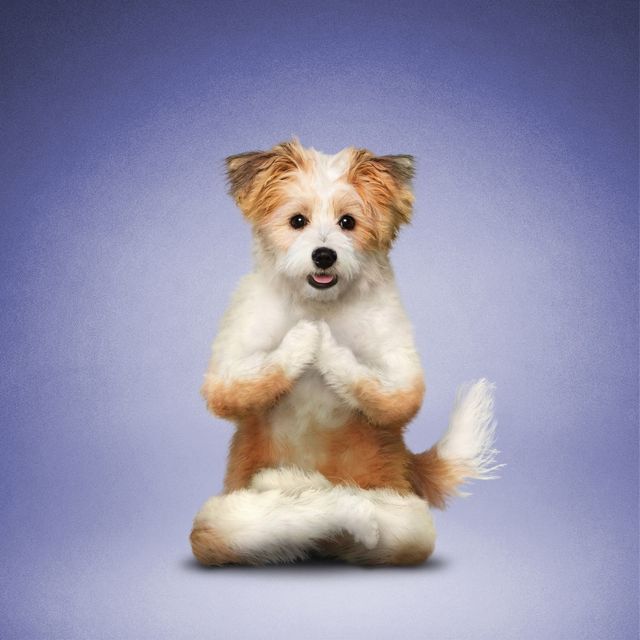 Як домашні улюбленці займаються йогою: кумедні фото - фото 177865