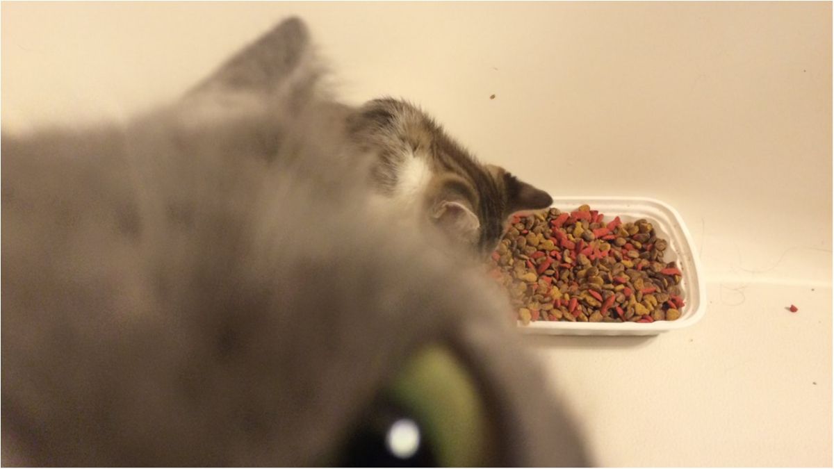 Хіт мережі: дорослий кіт вліз у кадр з маленьким кошеня