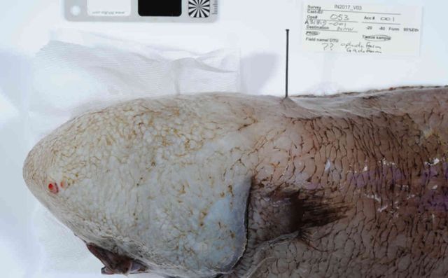 В Австралії виявили унікальну рибу "без обличчя" - фото 171782