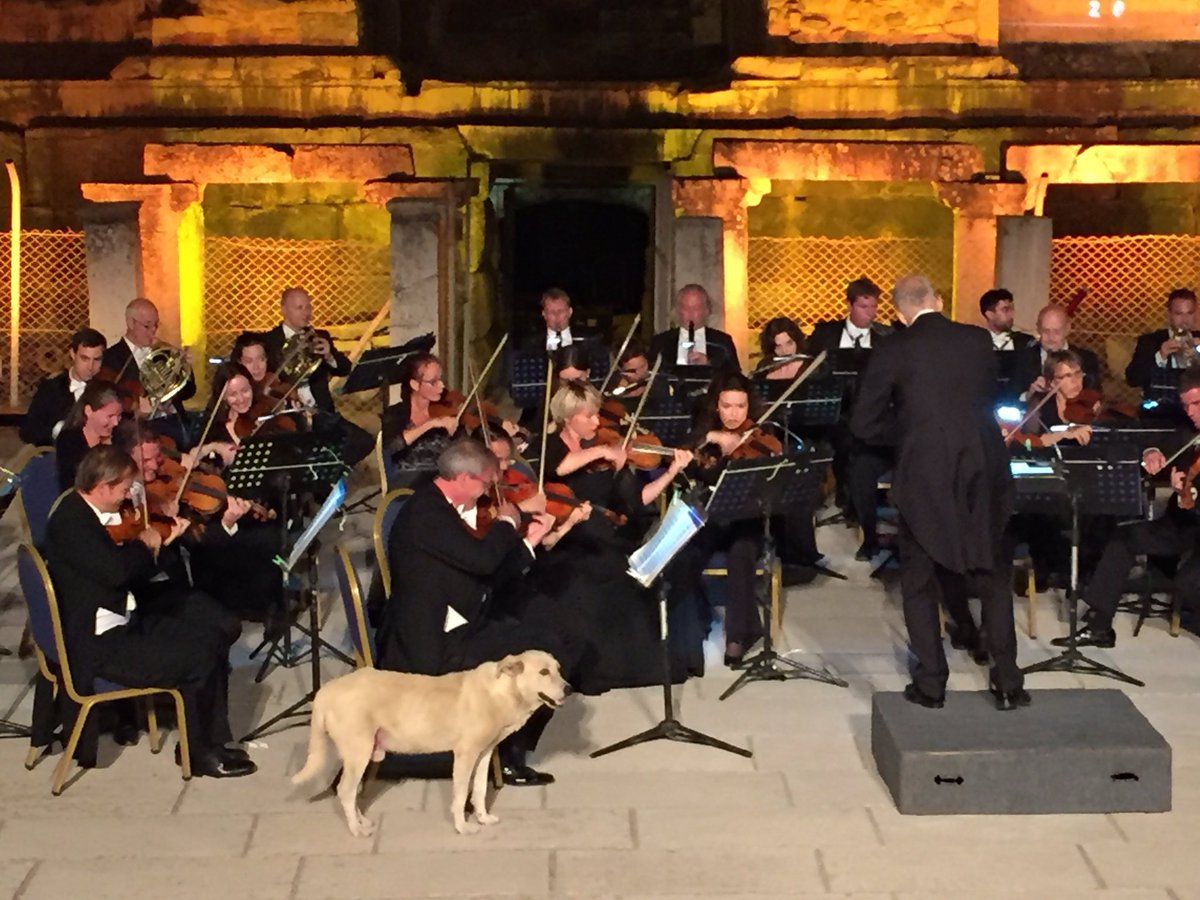 Як чарівний лабрадор насолоджується концертом оркестру: відеохіт
