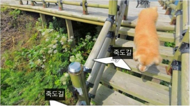 Кумедний пес потрапив на знімки Street View і став зіркою мережі