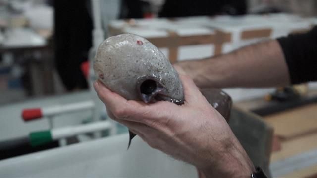 В Австралії виявили унікальну рибу "без обличчя" - фото 171781