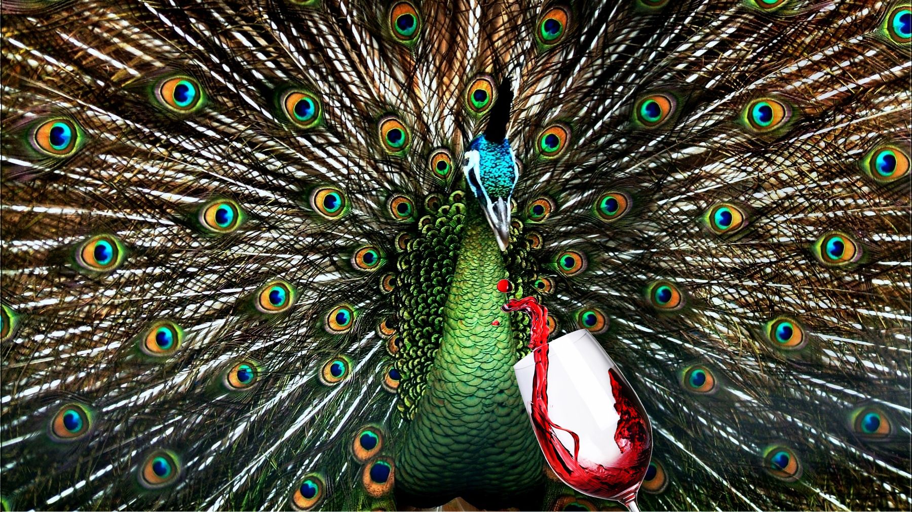 Вирішив вина попити: шалений павич розтрощив магазин