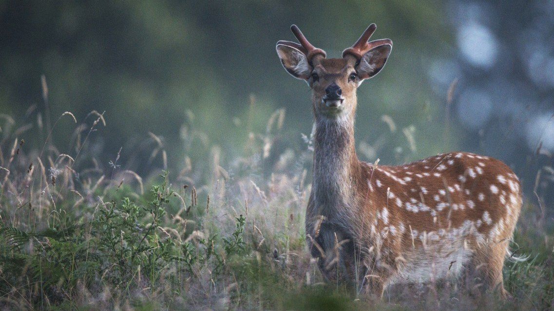 Олень-будівельник став зіркою мережі: кумедне відео