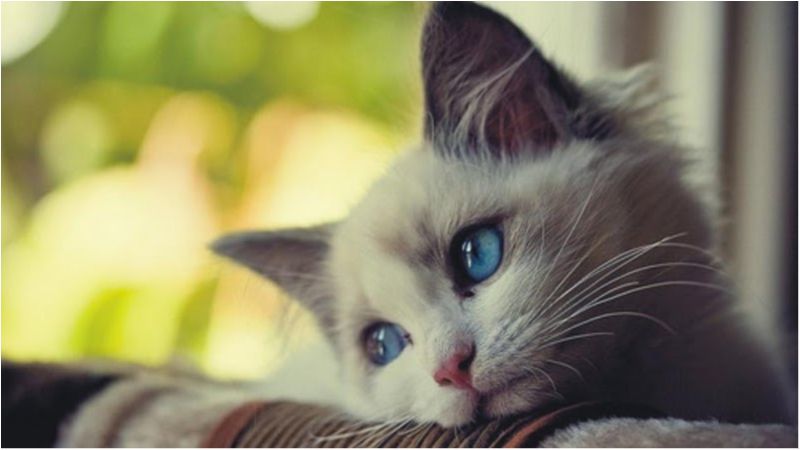 Вчені з'ясували, чим небезпечне спілкування на сумні теми