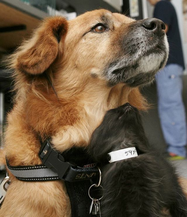 Милота зашкалює! Цей собака влаштувався нянькою для кошенят - фото 172858