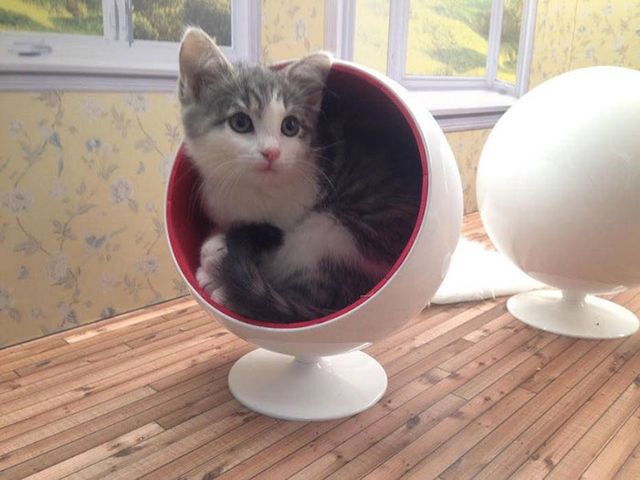 У стилі Кардашян: в Ісландії запустили реаліті-шоу про життя котів - фото 173537