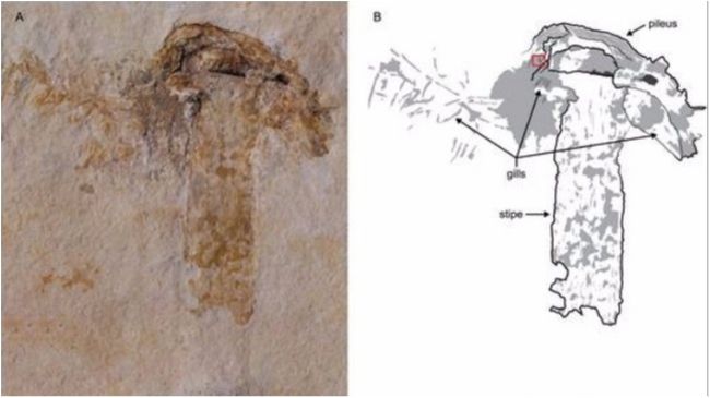 Неймовірна знахідка - фото 1
