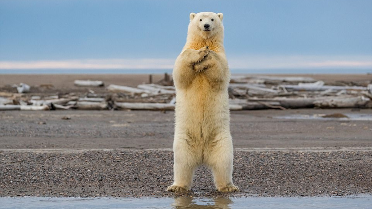 Нова зірка Мережі: білий медвідь танцює макарену - фото 1