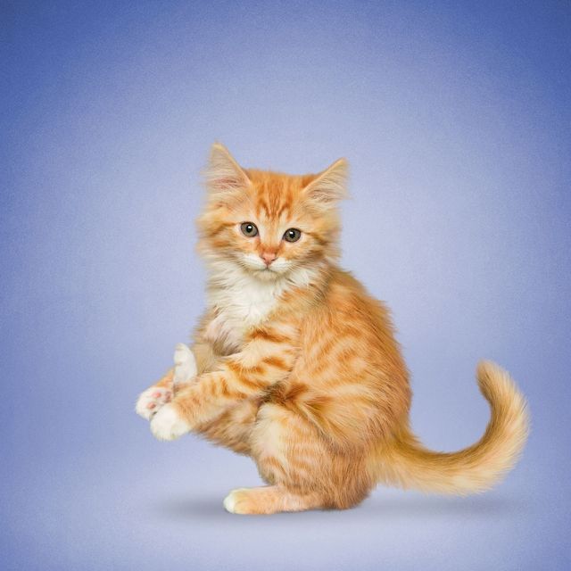 Як домашні улюбленці займаються йогою: кумедні фото - фото 177866