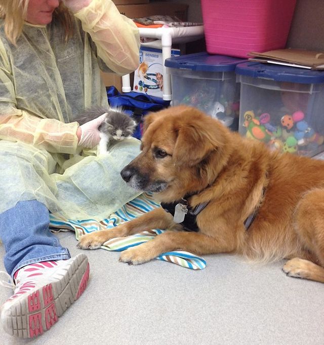 Милота зашкалює! Цей собака влаштувався нянькою для кошенят - фото 172857