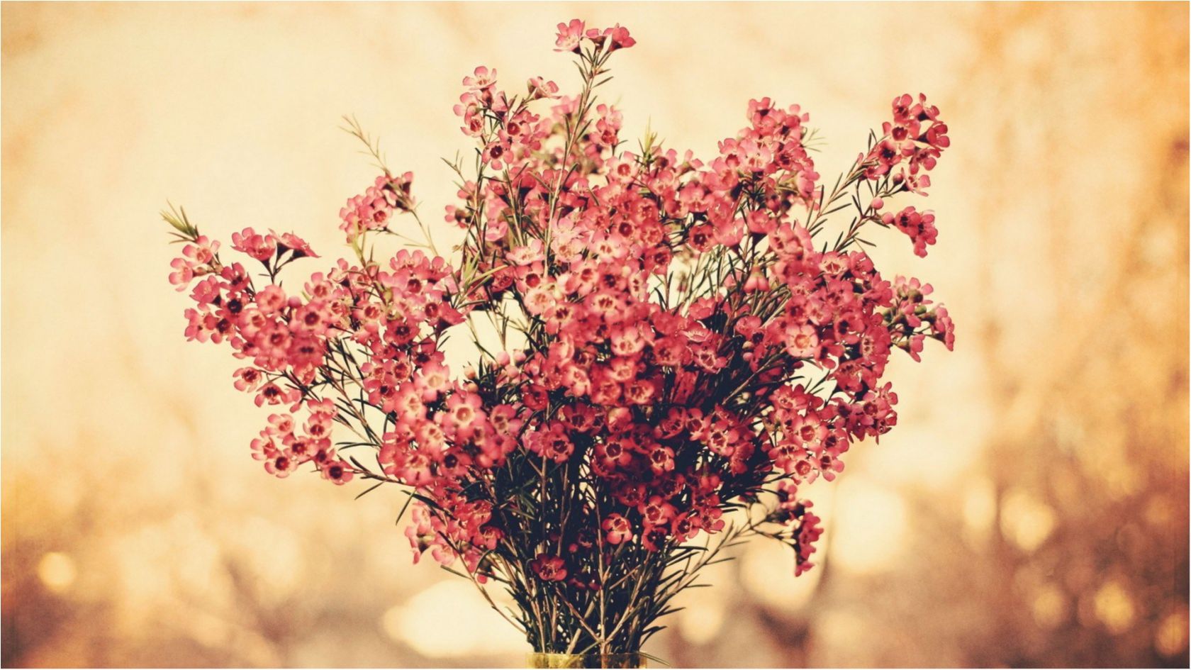 Які квіти допоможуть вилікувати різні захворювання