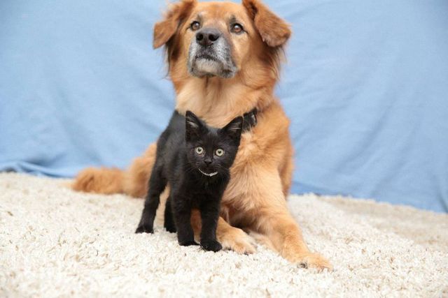 Милота зашкалює! Цей собака влаштувався нянькою для кошенят - фото 172859