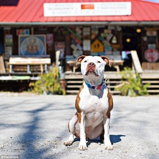 У США мером міста став пітбуль