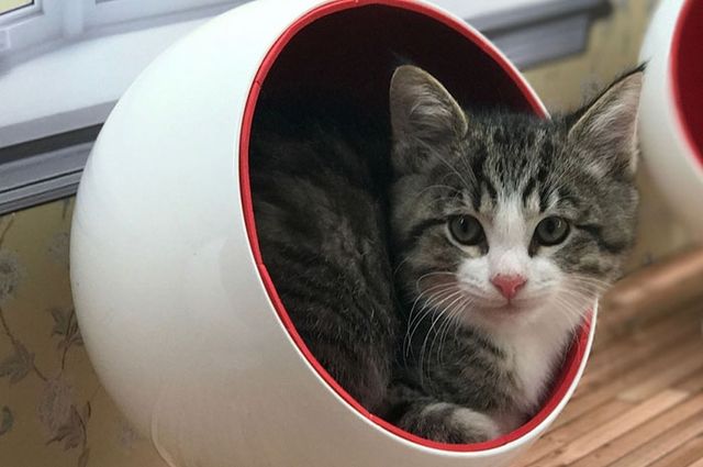 У стилі Кардашян: в Ісландії запустили реаліті-шоу про життя котів - фото 173534