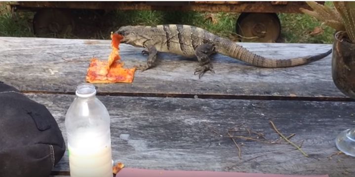 Ігуані вдалось викрасти піцу в туриста: кумедне відео