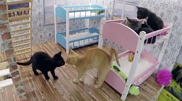 У стилі Кардашян: в Ісландії запустили реаліті-шоу про життя котів - фото 173533