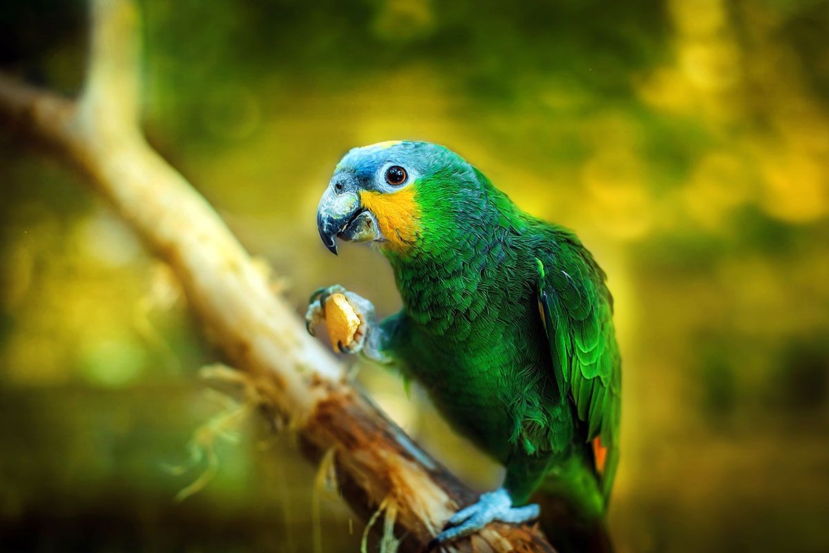 Вчені порівняли папуг із людьми