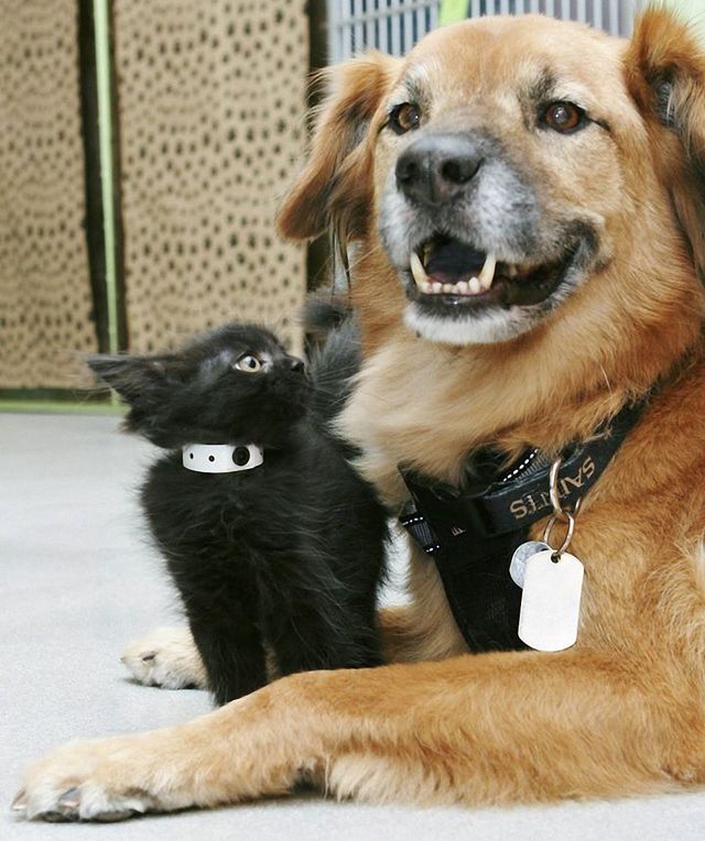 Милота зашкалює! Цей собака влаштувався нянькою для кошенят - фото 172862