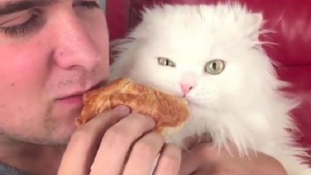 Кіт, який намагався з'їсти круасан, підкорив мережу